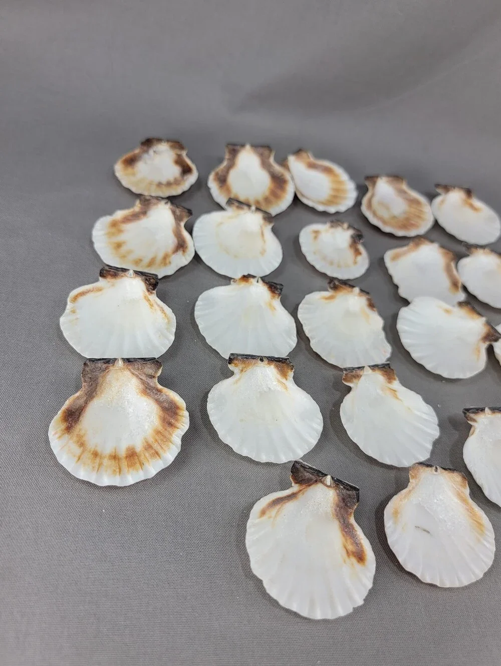Scallop Shell Seashell Crafts Coastal Beach Decor Miscellaneous Lot